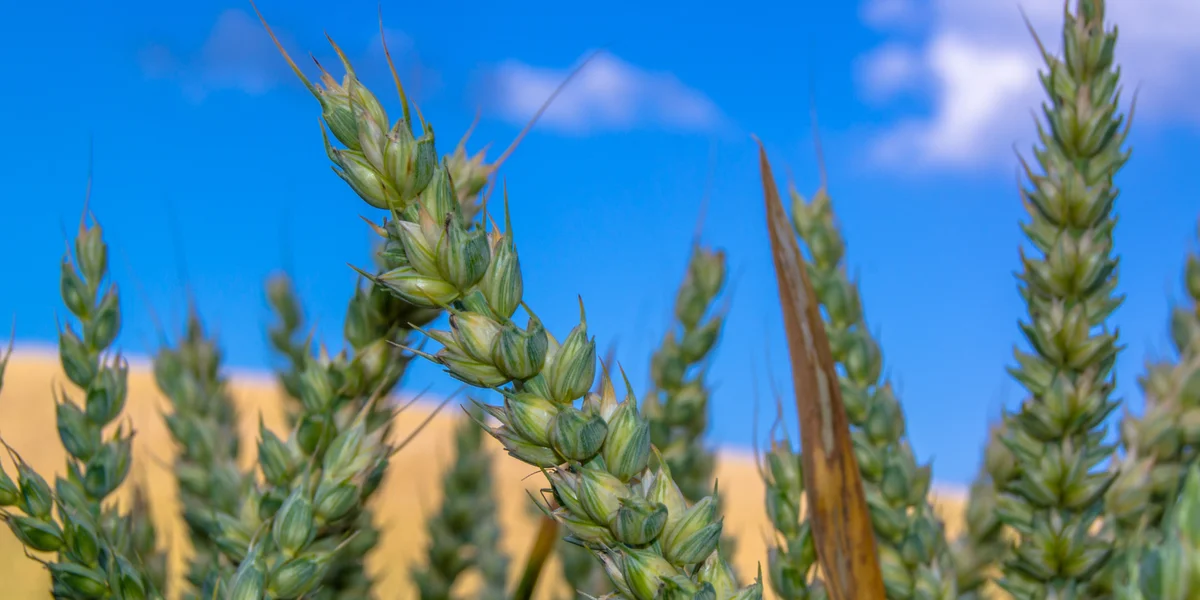 Mercosur-Accord: Skepsis bei den Deputéierten