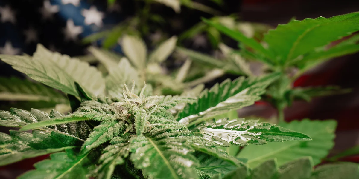 Douane saiséiert 250 Kilogramm Cannabis um Findel