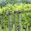 En neie Wéngert um Härebierg | © Bigstock / david martyn