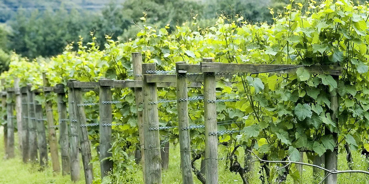 D'EU wëllt dem Wäisecteur hëllefen | © Bigstock / david martyn