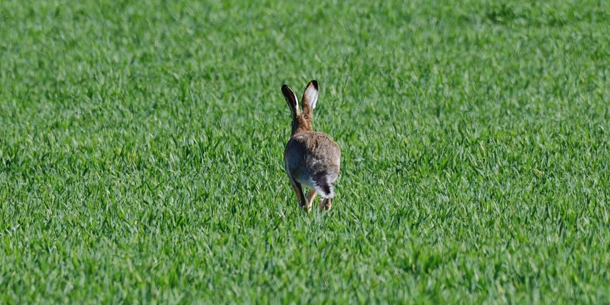 Confirméierte Fall vun Huesepescht zu Jonglënster | © picture alliance / Daniel Kubirski | Daniel Kubirski
