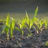 Wéi bedenklech sinn déi nei genomesch Technologien? | © Adobe Stock / Gunnar Assmy