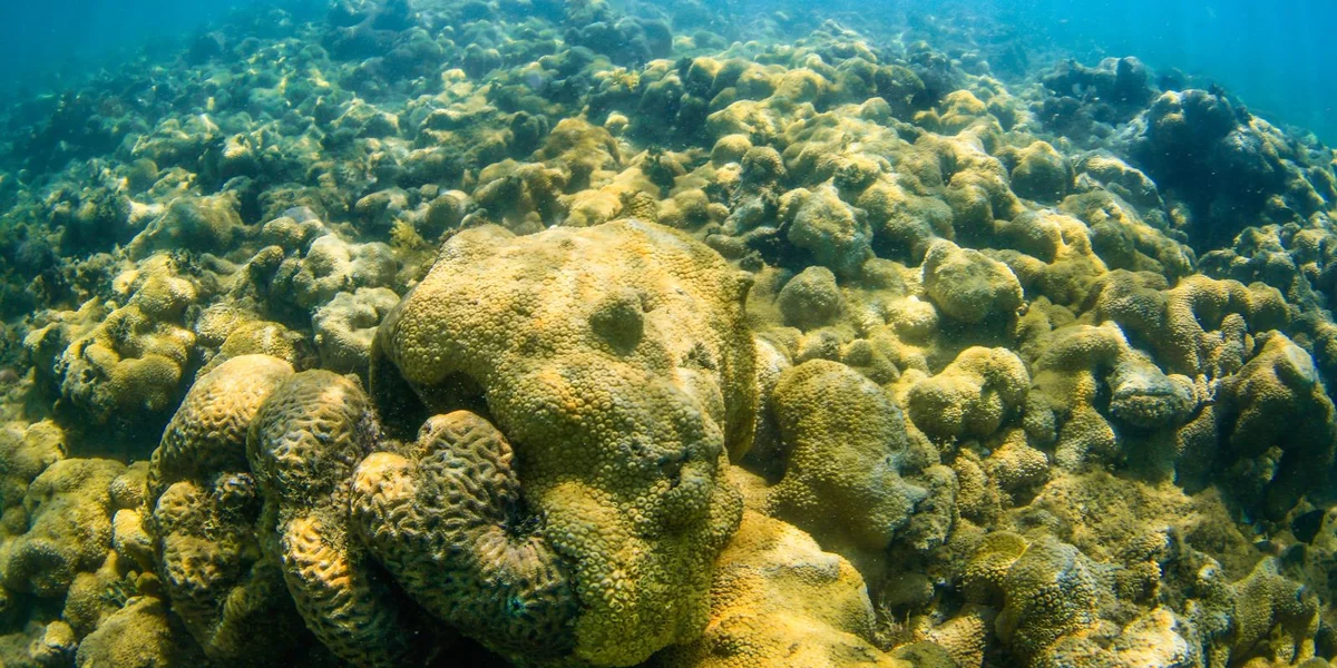 Klimaerwierung: Koralleriffer erreeche Kipp-Punkt | © EPA/ANDRE COELHO