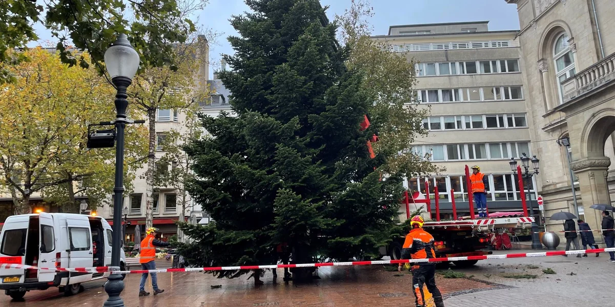 Vu Schëffleng op d'Plëss: De Wee vum 12 Meeter héije Chrëschtbam