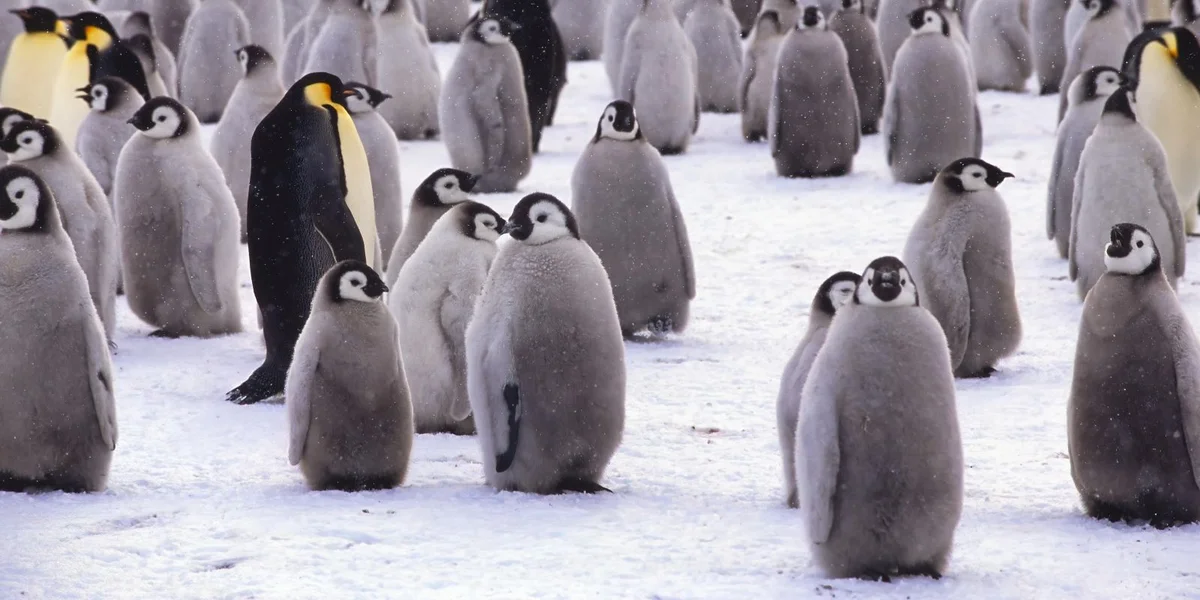 De Keeserpinguin steet am Mëttelpunkt vu Konferenz iwwer de Schutz vun der Antarktis  | © picture alliance / imageBROKER | G&M Therin-Weise