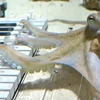 En Oktopus spillt Piano