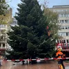 Chrëschtbam op der Plëss!