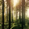 Natur | © Gustav Gullstrand/unsplash