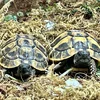 Tortoise: For Mango and Teal | © Catherine Kontz