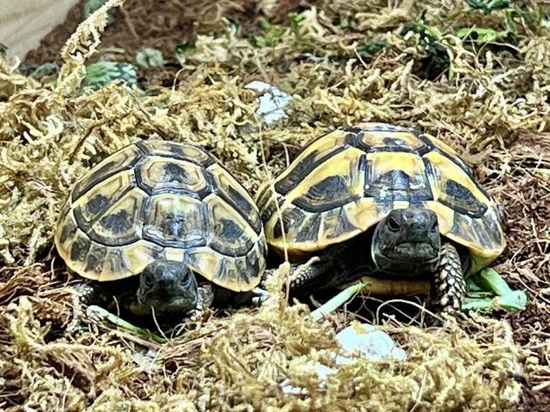 Mango & Teal | © Catherine Kontz